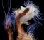 DREAMING_33